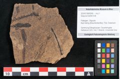 Foto (Objekt + Etikett) von Sequoia hardtii Endl. (NHMW-GEO-2024-0188-8249)